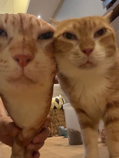 图片中展示了一只真实的橘猫和一个被人手持的、造型酷似猫脸的物体并排摆放的场景。真实猫咪表情严肃，眼神犀利，而旁边的假猫脸则有着夸张的五官比例，形成了有趣的对比效果。背景中可以看到室内环境的部分陈设。