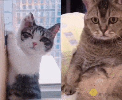 两只猫咪的日常：一只调皮玩耍一只淡定围观