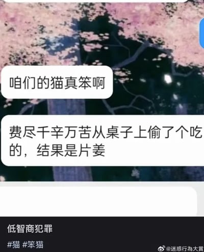 这张图是聊天记录截图，背景为带有粉色樱花树的动漫风格画面，画面中包含两条网友的聊天消息，内容为吐槽自家猫咪费尽辛苦偷到的食物居然是姜片，吐槽猫很笨。图片底部配文“低智商犯罪”，还附带#猫 #笨猫的话题标签，右下角带有微博@迷惑行为大赏的水印，整体是分享搞笑养猫日常的趣味内容。
