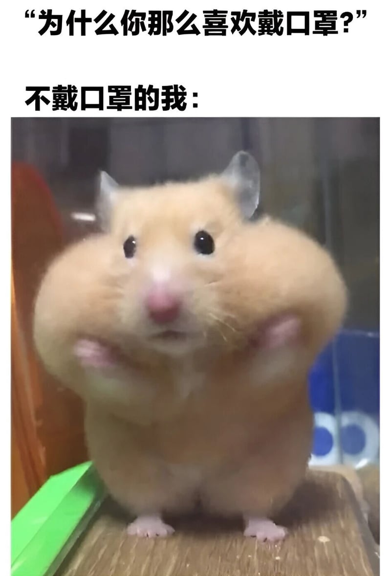 仓鼠
