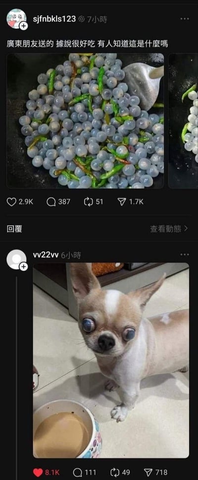 这是一组竖屏的社交平台截图内容，分为上下两个部分：
1. 上部是用户sjfnbkls123发布的动态，配图是一口锅里炒制着类似小葡萄的球状食材和青椒，配文询问“广东朋友送的 据说很好吃 有人知道这是什么吗”，看起来是对一种陌生特色食材的好奇提问。
2. 下部是用户vv22vv的回复内容，使用了一张经过P图的吉娃娃照片：将狗狗的眼睛替换成了和上部图中球状食材外观高度相似的图案，狗狗站在装有食物的食盆前，制造出“狗狗食用了该食材后眼睛变成这样”的搞笑关联，属于利用视觉相似性的玩梗神回复，笑点十足。