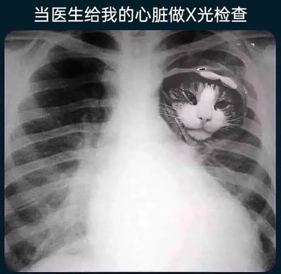 图片上方有文字'当医生给我的心脏做X光检查'，下方是一张胸部X光片，原本心脏的位置被一只猫的脸替代，猫咪表情淡定，形成幽默的视觉效果，通过将猫咪脸与心脏位置结合，暗示'心像猫一样'，用夸张手法制造笑点。