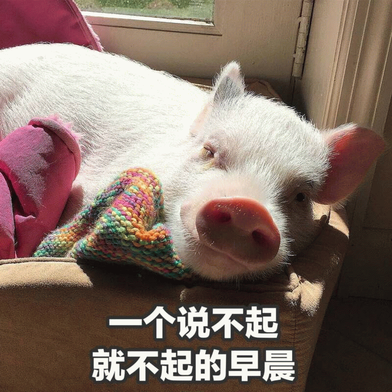 一只说不起就不起的猪