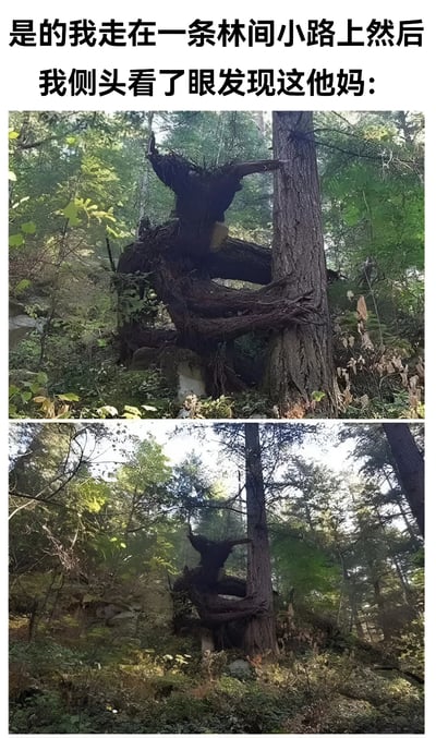 这张梗图由上下两张照片拼接而成，展示了一个令人惊讶的自然奇观。上方文字描述了场景："是的我走在一条林间小路上然后我侧头看了眼发现这他妈:"。两张照片都拍摄了同一片森林，其中一棵树木的枝干自然生长形成了酷似人形或怪物的造型，给人一种在森林中偶遇神秘生物的错觉。这种自然形成的视觉巧合创造了幽默又略带诡异的效果。