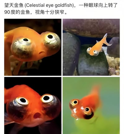 图片展示了四张望天金鱼的特写照片，这种金鱼的眼球向上旋转了90度，视角十分狭窄。照片从不同角度拍摄，清晰展示了望天金鱼独特的眼部结构和橙色身体特征。第一张和第三张是头部特写，突出其向上的眼球；第二张展示了金鱼在鱼缸中的整体姿态；第四张则从正面拍摄，展现了其独特的面部表情。
