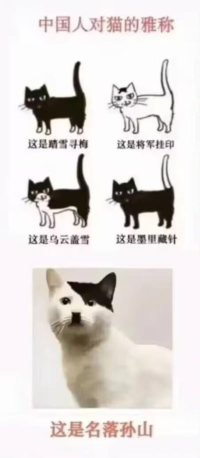 这是一张趣味图文混排梗图，上方展示了四幅根据猫咪毛色赋予传统雅称的猫咪插画：黑身白爪的猫被称为「踏雪寻梅」，白身头顶带黑斑的猫被称为「将军挂印」，黑身白胸白爪的猫被称为「乌云盖雪」，黑身仅尾巴尖为白色的猫被称为「墨里藏针」，这些都是古人根据猫咪毛色特征赋予的雅致别称。下方则是一只真实的白脸猫咪，只有右耳为黑色，配文「这是名落孙山」，利用谐音梗制造反差笑点——「名落孙山」原本指代科举考试落榜，这里谐音「名落孙（损）山」，调侃这只猫的毛色像是「缺了一块」，与上方雅致的传统雅称形成强烈反差，充满趣味，十分搞笑。