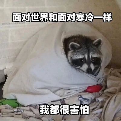 这是一张带有中文配文的动物表情包，画面主体是一只真实的小浣熊，它将自己紧紧包裹在一块浅色的布里，只露出脑袋，眼神怯生生的，流露出明显的不安与恐惧，它的下方有一个红色小物件，所处的位置铺着带有图案的布料。图片上方配有文字“面对世界和面对寒冷一样”，下方配有文字“我都很害怕”，通过拟人化的手法，借小浣熊蜷缩躲避的状态，精准表达出人们面对外界环境、陌生事物时的胆怯、社恐或是对未知的不安情绪，很容易引发有类似心境的人的情感共鸣。