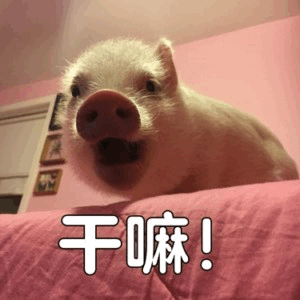 惊讶小猪质问‘干嘛！’表情包