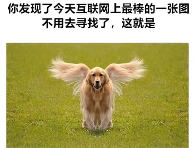 图片上方有黑色加粗文字“你发现了今天互联网上最棒的一张图 不用去寻找了，这就是”，下方是一只金毛犬在绿色草地上奔跑的画面，其背部被P上了类似翅膀的毛发造型，整体给人一种欢乐、惊喜的感觉。