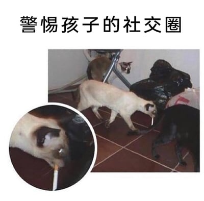 这是一张用来调侃家庭教育中社交引导问题的搞笑梗图，上方配文“警惕孩子的社交圈”。主图展示了室内地面上的几只猫和狗，其中一只暹罗猫的嘴边因巧合出现类似香烟的物体，搭配圆形特写放大细节后，看起来像是猫在“抽烟”。图中用动物模仿不良社交行为的趣味画面，以幽默夸张的方式，映射出家长担心孩子被身边同伴影响、染上不良习惯的心态，用“近墨者黑”的隐喻来表现孩子社交圈对其行为的潜在影响。