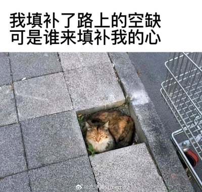 这是一张结合现实场景创作的趣味梗图，画面里一只毛发略显杂乱的流浪猫，刚好蜷缩在人行道缺失地砖的方形空缺中，完美契合空隙的大小，仿佛填补了路面的缺口。图片上方配文“我填补了路上的空缺 可是谁来填补我的心”，以拟人的手法赋予猫咪孤独落寞的心境，将猫咪的处境与人们内心的孤独感相联结，用幽默又略带伤感的方式戳中情绪，既贴合画面场景，又容易引发观者的情感共鸣，适合用来表达emo、孤独的情绪。
