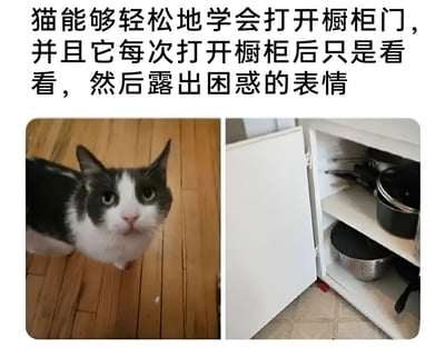 图片由左右两张照片横向拼接而成，上方配有说明文字。左侧是一只黑白相间的猫咪，正直视镜头，绿色眼睛圆睁，嘴巴微抿，露出明显的困惑表情，站在木质地板上；右侧为打开的白色橱柜内部，可见多层隔板上摆放着平底锅、汤锅等厨具。文字内容解释了这只猫咪学会打开橱柜门后，每次都只是探头查看内部物品，随后便露出这种仿佛在思考'我为什么要开这个'的困惑神态，整体画面充满生活气息与萌宠的反差萌。