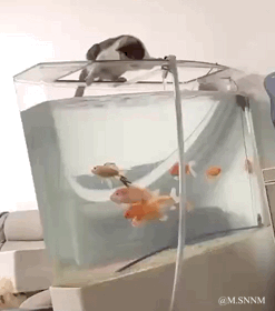 这是一段趣味动态GIF，画面中一只猫咪趴在透明鱼缸的顶部边缘，正低头专注地盯着缸内游动的几条金鱼，猫咪的姿态仿佛随时准备对缸里的鱼下手。鱼缸内的金鱼自在地游来游去，和上方猫咪的高度专注形成了鲜明又有趣的反差，充满了生活化的治愈感与趣味性。