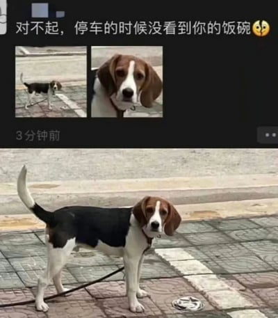 这是一张由朋友圈截图和实拍照片拼接而成的搞笑梗图。上半部分是微信朋友圈的发布内容，发布者配文“对不起，停车的时候没看到你的饭碗😳”，并附带了一只比格犬的两张特写照片；下半部分是这只比格犬的完整实拍图，狗狗站在路边人行道上，尾巴翘起，表情无辜，它身旁的井盖被车辆压扁，从视觉上看酷似狗狗的饭碗。发布者利用这个视觉错觉玩梗，假装自己停车时不小心压到了狗狗的“饭碗”，这种错位的联想和狗狗无辜的神态结合，制造出滑稽有趣的效果。