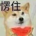 愣住的柴犬叼着西瓜