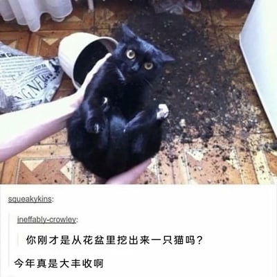 这是一张源自社交平台的搞笑萌宠梗图，画面主体是一只浑身沾满泥土的黑猫，它被人用双手托着，眼睛圆睁，神态无辜又心虚，背景里翻倒的花盆和满地的泥土，清晰地表明这只猫刚刚闯了祸——弄翻了花盆并把泥土弄得到处都是。下方的配文用调侃的语气说道：“你刚才是从花盆里挖出来一只猫吗？今年真是大丰收啊”，将沾满泥土的猫调侃成从花盆里“收获”的产物，用夸张的比喻制造出幽默效果，十分贴合宠物闯祸后被抓包的有趣场景，容易引发养宠人群的共鸣，充满了轻松搞笑的氛围。