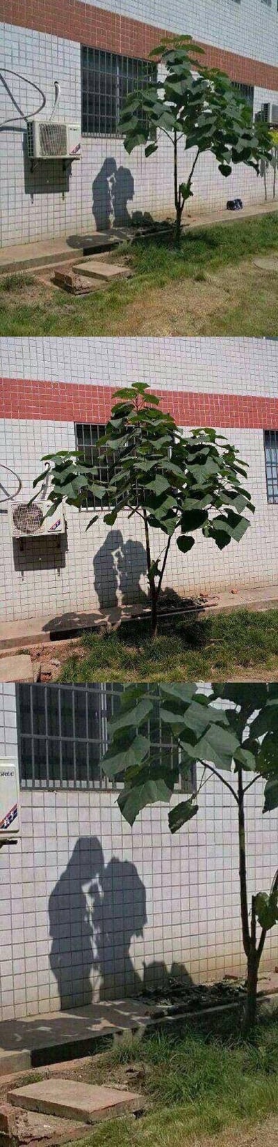 这是一组由三张递进照片组成的趣味实拍图，镜头从远到近对准墙边的小树：随着距离拉近，墙上的树影与地面阴影巧妙组合，形成了一对人亲密亲吻的剪影效果，利用视觉错位把普通的日常场景变得充满趣味性，制造出有趣的视觉误会。