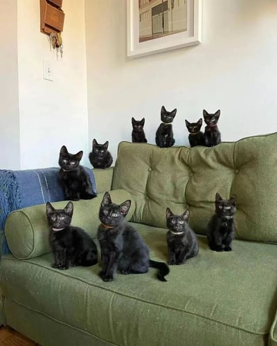 一张温馨的家庭照片，展示了九只可爱的小黑猫整齐地坐在绿色沙发上。小猫们有着明亮的眼睛，有些戴着不同颜色的项圈，显得非常精神。沙发上还搭着一条蓝色的毯子，背景墙上挂着一幅画和一个钥匙架，营造出舒适的居家氛围。