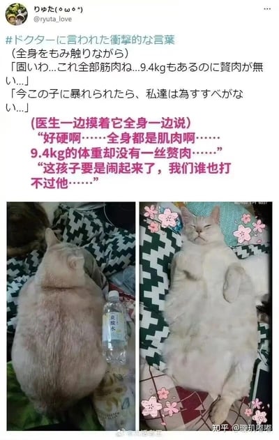 这是一则由推特用户分享的萌宠趣事内容，采用图文混排的形式呈现。上方是日文原文及中文翻译的文字内容，讲述了猫咪体检时，医生触摸猫咪后给出的有趣评价：这只猫咪体重达9.4kg，看起来圆胖，但全身都是肌肉没有一丝赘肉，还调侃如果猫咪闹脾气，在场的人都打不过它。下方是两张猫咪的照片，左侧照片中猫咪背对镜头趴在床上，旁边的矿泉水瓶凸显出它的庞大体型；右侧照片中猫咪仰躺在床上，眯着眼睛，神态放松惬意，和医生口中“不好惹”的形象形成强烈反差，充满了搞笑的反差感，让人忍俊不禁。