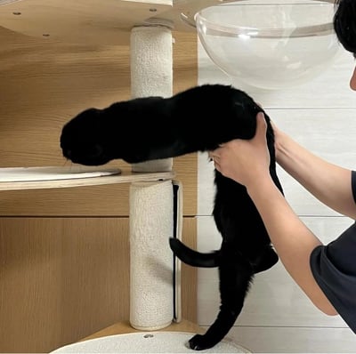 室内场景中,一只纯黑色的猫被人用双手从后方托举着身体,前爪搭在猫爬架的平台上,头部低垂似乎在观察或嗅闻平台上的物品。猫爬架由木质材料制成,带有白色的柱状 scratching post。背景中可以看到部分白色瓷砖墙面和一个透明的半球形物体。画面展现了人与宠物互动的温馨日常瞬间。