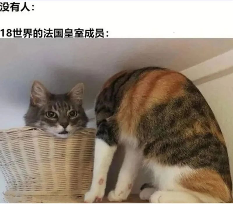 三花猫咪