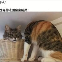 三花猫咪