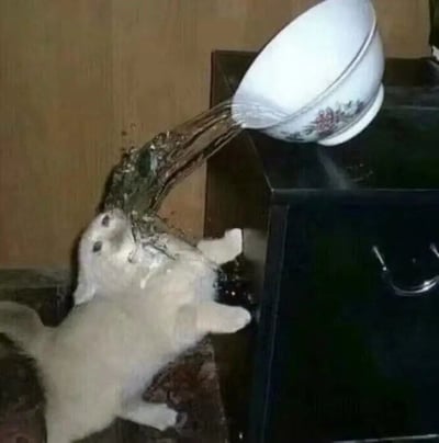 一只通体雪白的猫咪站在地面上，后腿支撑身体站立，两只前爪努力向上伸展，试图捕捉从上方倾泻而下的水流。上方一只带有红色花卉图案的白色瓷碗倾斜放置在黑色家电（疑似微波炉）顶部，碗中清水正源源不断地涌出，形成一道水流冲向猫咪。猫咪的头部微微扬起，嘴巴似乎也凑近水流，周围地面已有些许水渍，整体画面展现出猫咪对流动水的好奇与执着，动作滑稽又可爱。
