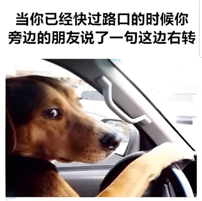 图片上方配有文字‘当你已经快过路口的时候你旁边的朋友说了一句这边右转’，下方是一只狗坐在汽车驾驶座上的照片：狗的前爪搭在方向盘上，头部转向右侧车窗外，眼神专注中带着一丝惊讶，仿佛正在驾驶车辆时突然听到指令的反应。整体通过拟人化的手法，幽默地表现了人们在驾驶中遇到同伴突然指路时的慌张与无奈情境。