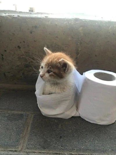 一只棕白相间的小奶猫被巧妙地塞进了一个用完的卫生纸卷里，旁边还放着一卷全新的卫生纸。小猫露出小脑袋，眼神无辜地望向一侧，毛茸茸的样子十分可爱。背景是粗糙的水泥墙面，光线从上方照射下来，给整个画面增添了温馨的氛围。