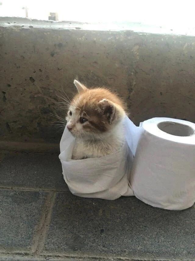 小奶猫
