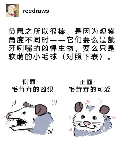 这是一幅由创作者reedraws创作的趣味手绘漫画，核心内容是展现负鼠因观察角度不同而产生的巨大形象反差。上方的文字介绍点明主题：负鼠在不同视角下，会呈现出两种截然不同的状态——凶悍或软萌。画面左侧是负鼠的侧面形象，标注“侧面：毛茸茸的凶狠”，画中的负鼠侧着脑袋，嘴巴大张露出牙齿，眼神锐利，搭配旁边的符号，营造出凶悍的氛围；画面右侧是负鼠的正面形象，标注“正面：毛茸茸的可爱”，负鼠的头部圆乎乎的，眼睛圆圆的，周围点缀着爱心和闪光特效，整体软萌可爱，与左侧形象形成强烈反差，凸显了负鼠的有趣特点。