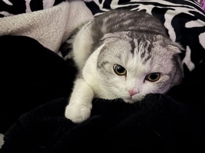 一只灰白相间的苏格兰折耳猫，耳朵折叠，黄色大眼睛，正趴在黑白花纹的毯子上。猫咪前爪向前伸展，身体放松，眼神平静地注视着镜头。背景中可见部分浅色纹理布料，整体画面温馨治愈，展现了宠物猫的日常可爱瞬间。