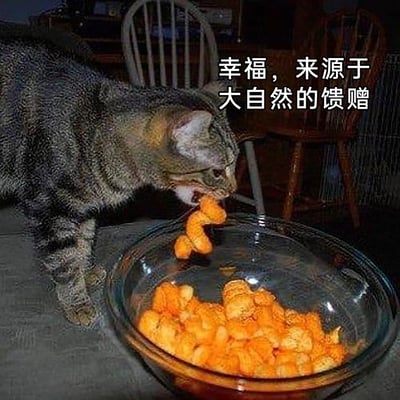 这是一张带有搞笑配文的宠物实拍静态图，画面主体是一只狸花猫，它正低头专注地用嘴叼取玻璃碗中的橙色膨化零食，这款零食的形态和猫咪常吃的小鱼干有些相似，碗中还盛放着不少同款零食。图片右上角配有文字“幸福，来源于大自然的馈赠”，以幽默反差的方式，将猫咪偷吃人类零食的行为调侃成享用“大自然馈赠”的大餐，营造出轻松搞笑的氛围，展现了宠物日常的可爱趣味瞬间。