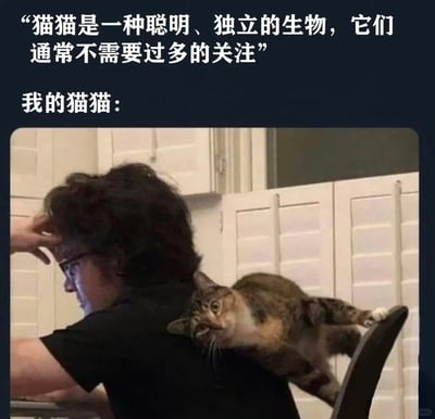 这是一张充满反差感的宠物搞笑梗图，上方用白色文字标注了大众对于猫咪的普遍刻板认知：“猫猫是一种聪明、独立的生物，它们通常不需要过多的关注”，紧接着用“我的猫猫：”引出下方的实拍场景：在室内的橱柜前，一位卷发戴眼镜的人坐在椅子上，一只手按在额头上，看起来有些无奈；一只狸花猫整个身体趴在他的后背上，身体舒展，一只爪子搭在椅背上，脑袋转向镜头，眼神带着理所当然的劲儿，一副黏人又依赖的模样。图中文字和实拍画面形成强烈反差，精准戳中养猫人的日常共鸣，用幽默的方式打破了猫咪“独立不需要关注”的刻板印象。