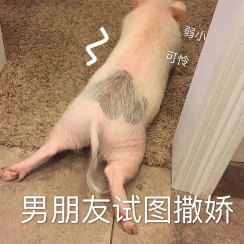 小猪