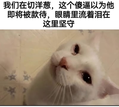 图片上半部分为黑色文字：'我们在切洋葱，这个傻逼以为他即将被款待，眼睛里流着泪在这里坚守'，下半部分是一只白色猫咪的特写照片。猫咪眼睛湿润，似乎含着泪水，正抬头向上看，表情显得有些委屈又执着。文字以幽默的口吻将猫咪流泪的原因（实际是洋葱刺激）曲解为它误以为要被款待而感动落泪并坚守原地，形成搞笑的反差效果。
