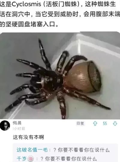 这是一张社交媒体截图，整体为图文混排形式。上方区域是科普内容，文字介绍了Cyclosmis（活板门蜘蛛）的习性：这种蜘蛛生活在洞穴中，当受到威胁时，会用腹部末端的坚硬圆盘堵塞洞口，配图是一只腹部有着明显圆盘结构的活板门蜘蛛。下方是评论区互动，用户“悔晨”发布评论“这有没有本啊”，该评论利用谐音梗，将蜘蛛腹部的圆盘结构与化学物质“苯”的分子结构关联，“本”是“苯”的谐音，属于离谱又巧妙的趣味玩梗。另外两位用户“这破名值一毛”和“千岁”则回复“？你要不看看你在说什么”，以此调侃这个脑洞大开的谐音梗。