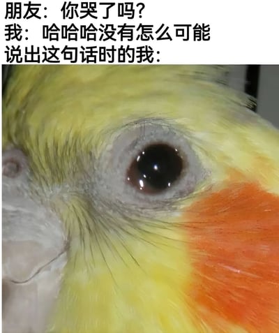 图片上方为对话文字：朋友问“你哭了吗？”，“我”回复“哈哈哈没有怎么可能”，下方配一张玄凤鹦鹉的眼部特写照片，鸟的眼睛里含着明显泪珠，通过文字与图像的反差，幽默展现了嘴上否认哭泣但眼神暴露真实情绪的场景。