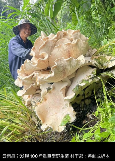 图片中，一名头戴草帽、身着深色外套的云南昌宁村民，正站在茂密的绿色草丛与植被中，面带灿烂微笑，双手扶着一丛体型异常硕大的野生菌。该野生菌呈浅米色，菌盖层层叠叠、边缘呈波浪状，整体直径远超常人双臂展开宽度，显得尤为壮观。图片底部文字说明此野生菌重达100斤，村干部表示将把它制成标本。画面展现了云南丰富的野生菌资源及自然的神奇，村民的喜悦表情也传递出发现罕见生物的惊喜之情。