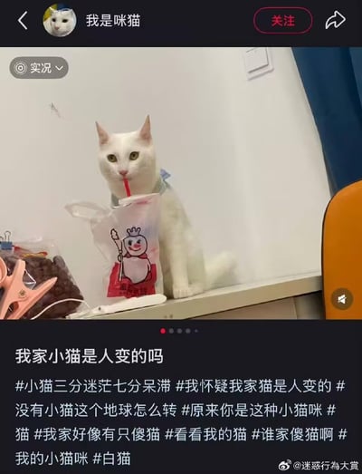 这是微博用户发布的自家白猫趣味日常截图，画面里的白猫坐在台面上，嘴里叼着蜜雪冰城包装袋里的吸管，姿势神似人类喝东西，表情带着三分迷茫七分呆滞，搭配博主配文「我家小猫是人变的吗」，以及一堆调侃猫咪的话题标签，让这只模仿人类行为的猫咪看起来像成精了一样，充满搞笑感，引发网友对自家傻猫的共鸣。画面中还能看到猫粮袋和粉色衣架等日常物品，场景生活化。