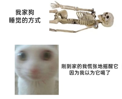 这是一张由两张图片拼接而成的搞笑养宠梗图，上方是一具平躺的人类骷髅，搭配文字“我家狗睡觉的方式”，用夸张的比喻调侃自家狗狗的睡姿过于放松僵硬，看起来毫无生气；下方是一张眼睛瞪大、神情模糊慌张的白猫图片，搭配文字“刚到家的我慌张地摇醒它因为我以为它噶了”，生动表现出主人刚回家看到狗狗这个睡姿时，误以为狗狗已经死亡，惊慌失措的状态，通过夸张的画面和文字，制造出充满趣味的养宠乌龙场景，引发养宠人士的共鸣。