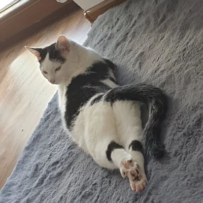 一只黑白相间的猫咪正慵懒地侧躺在灰色的毛绒地毯上，身体呈现出放松的曲线。它的头部微微低下，眼神平静地看向下方，耳朵自然竖起。猫咪的背部有一块明显的黑色斑块，尾巴则完全是黑色的，自然地弯曲在身体一侧。阳光从左上角的窗户照射进来，在木地板上形成明亮的光斑，为整个画面增添了温暖的居家氛围。