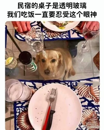 这是一张搞笑萌宠梗图，采用顶配底文的图文混排形式，顶部配有黑色说明文字，下方为实拍视角内容：拍摄者从透明玻璃餐桌的上方向下拍摄，桌上摆放着吃剩的餐盘、水杯、红酒杯、调味料瓶等用餐物品，还有两只人手放在桌垫边缘，桌下趴着一只浅金色的金毛犬，正抬着头直勾勾盯着桌面，眼神满是对食物的渴望，场景诙谐有趣，很有生活共鸣感。