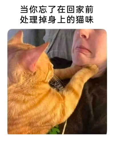 这是一张贴合养猫人群日常的搞笑梗图，上方配有文字“当你忘了在回家前处理掉身上的猫味”，图中一只橘色猫咪用两只爪子放在人的脖颈处，做出类似“掐脖子问责”的动作，猫咪表情严肃，仿佛在生气；被猫咪“针对”的人皱着嘴，露出委屈又无奈的表情。整幅图用拟人化的方式，生动调侃了家里的猫咪发现主人身上带有其他猫的味道后，表现出的“愤怒”状态，精准戳中养猫人群的趣味共鸣，营造出轻松幽默的氛围。