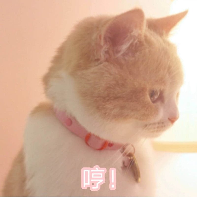 戴着粉色项圈的橘白猫侧脸照