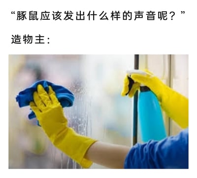 这是一则利用中文谐音创作的搞笑图文。上方文字以提问的形式引出“豚鼠应该发出什么样的声音呢？”，随后标注“造物主：”，下方配图展示了一个戴着黄色橡胶手套的人，一只手拿着蓝色喷壶向玻璃喷洒清洁剂，另一只手用蓝色抹布擦拭玻璃的场景。这个场景中发出的“呲（喷清洁剂）+擦（擦玻璃）”的连续声音，和“豚鼠”的中文发音相近，以此玩谐音梗，用日常清洁的生活化场景来调侃造物主设计豚鼠叫声的脑洞，充满趣味和创意。