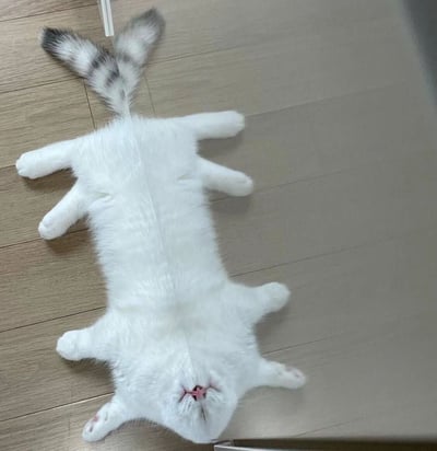 一只白色的猫咪仰躺在木质地板上，四肢舒展，尾巴翘起，呈现出完全放松的姿态。猫咪双眼紧闭，嘴巴微张，露出粉色的小舌头，看起来非常惬意舒适。