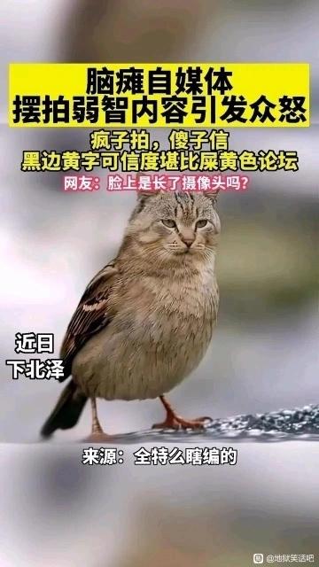 这是一张P图改编的图文混排竖屏梗图，主体是将猫的头部与麻雀的身体合成的怪异动物，搭配多段尖锐文字吐槽部分自媒体摆拍弱智虚假内容引发众怒的现象。文字内容包括“脑瘫自媒体 摆拍弱智内容引发众怒”“疯子拍，傻子信 黑边黄字可信度堪比屎黄色论坛”“网友：脸上是长了摄像头吗？”“近日 下北泽”“来源：全特么瞎编的”，用夸张的合成形象和戏谑的文字，讽刺那些为博流量制造虚假内容的自媒体，风格搞笑且充满不满情绪。