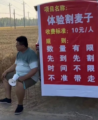 图片呈现了一处充满反差感的田间趣味摊位场景：在一片成熟的金黄色麦田旁，一位体型偏胖的男子坐在简易金属小凳上，手持白色扩音器，侧身看向一旁。他身旁立着一块醒目的红色大招牌，上面清晰标注着体验项目的全部信息：项目名称为体验割麦子，收费标准是10元每人，规则为数量有限先到先割、体验时间不限，但割下的麦子不准带走。原本属于农活的割麦子被包装成付费体验项目，这种接地气的新奇设定让画面充满搞笑感，像是为想要体验农村生活的城市人群打造的趣味活动。