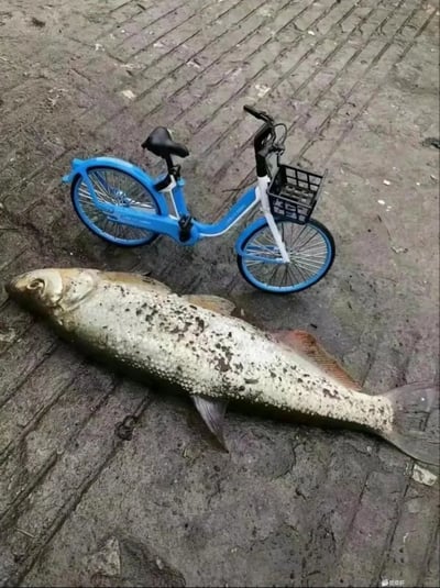 这张图片拍摄了一条体型巨大的鱼和一辆蓝色共享单车（疑似青桔单车）放在一起做对比。从画面可以看出，这条鱼几乎有自行车的一半到三分之二长，非常夸张，令人震撼。整体风格十分有冲击力，形成视觉上的戏剧性反差，符合网络梗图常见的“意想不到对比”。

这个画面常用来表达“看见了不可思议的东西”，也被用来夸张展示某物体异常巨大。

无谐音梗或双关，但容易引发幽默联想。